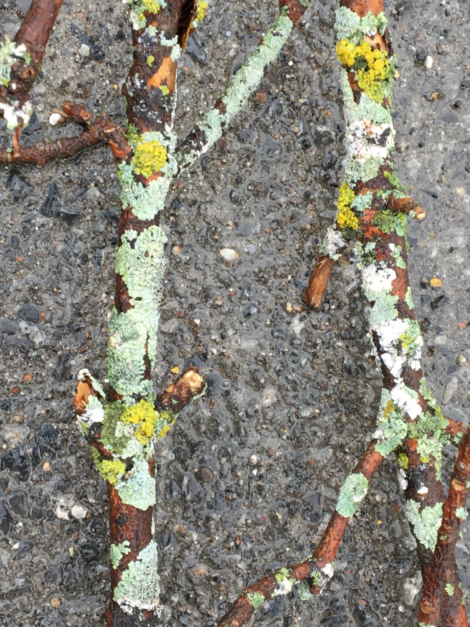 Tree branches with lichen moss