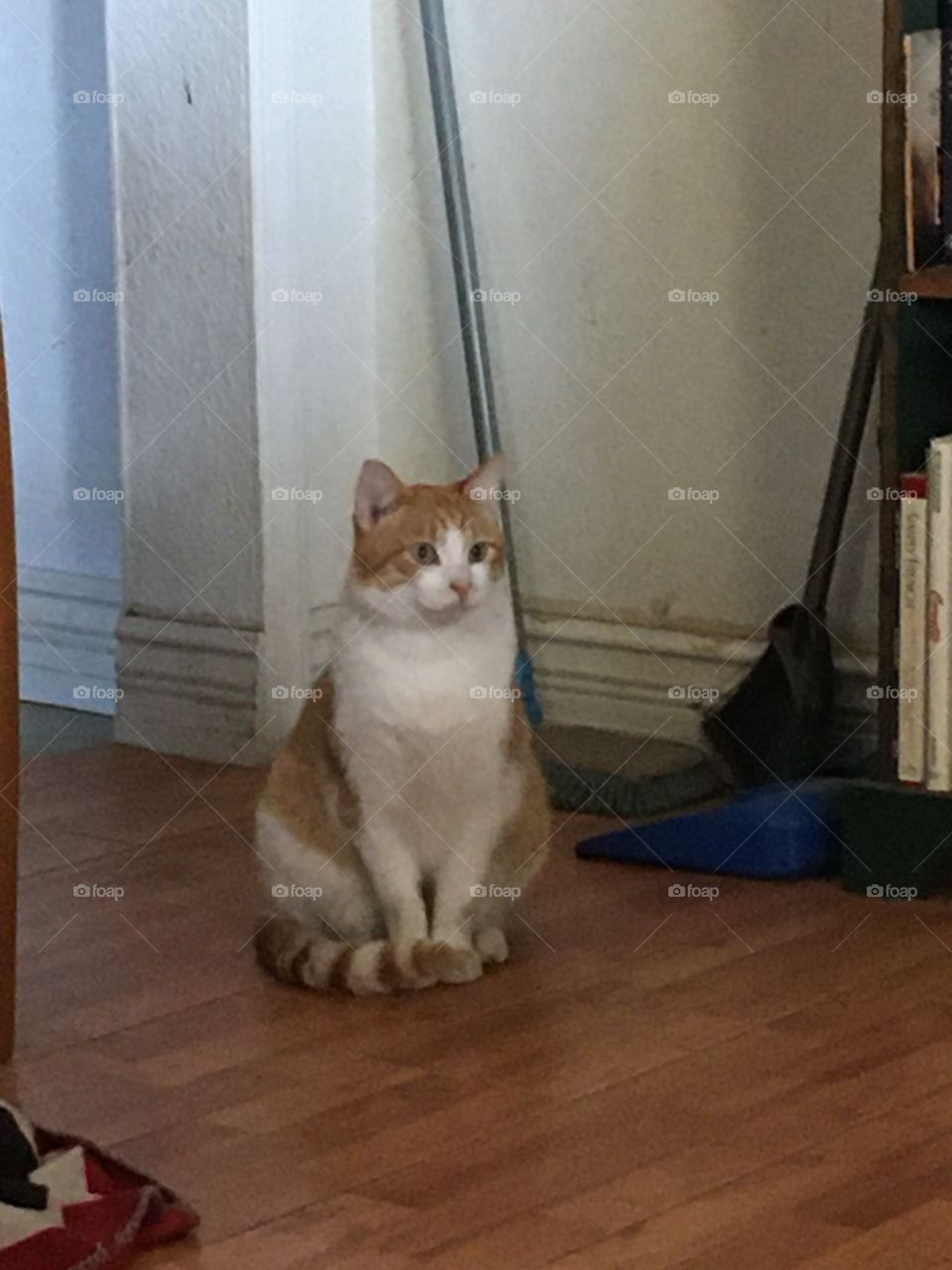 Hum what to do what to do, should I attack the dog or not? He’s so fun to mess with.