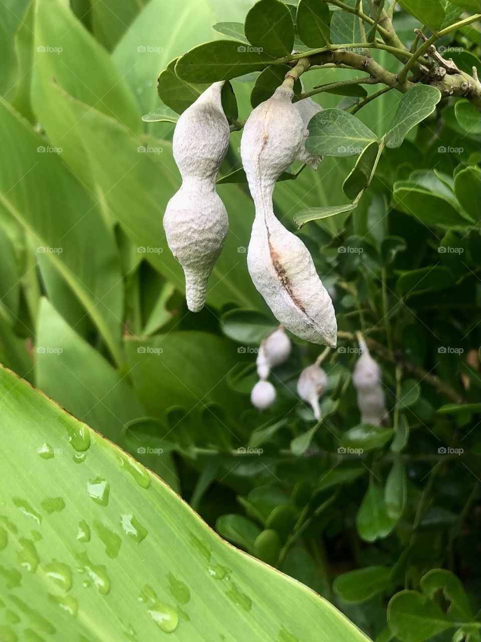 Closeup of two peanuts in a pod! But they’re not peanuts and I wish I knew what they are! 🥜