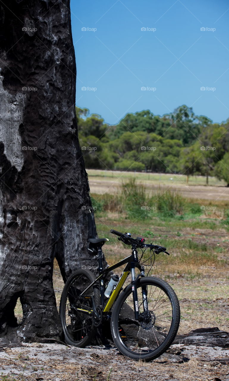 When nature gives you a bicycle stand.