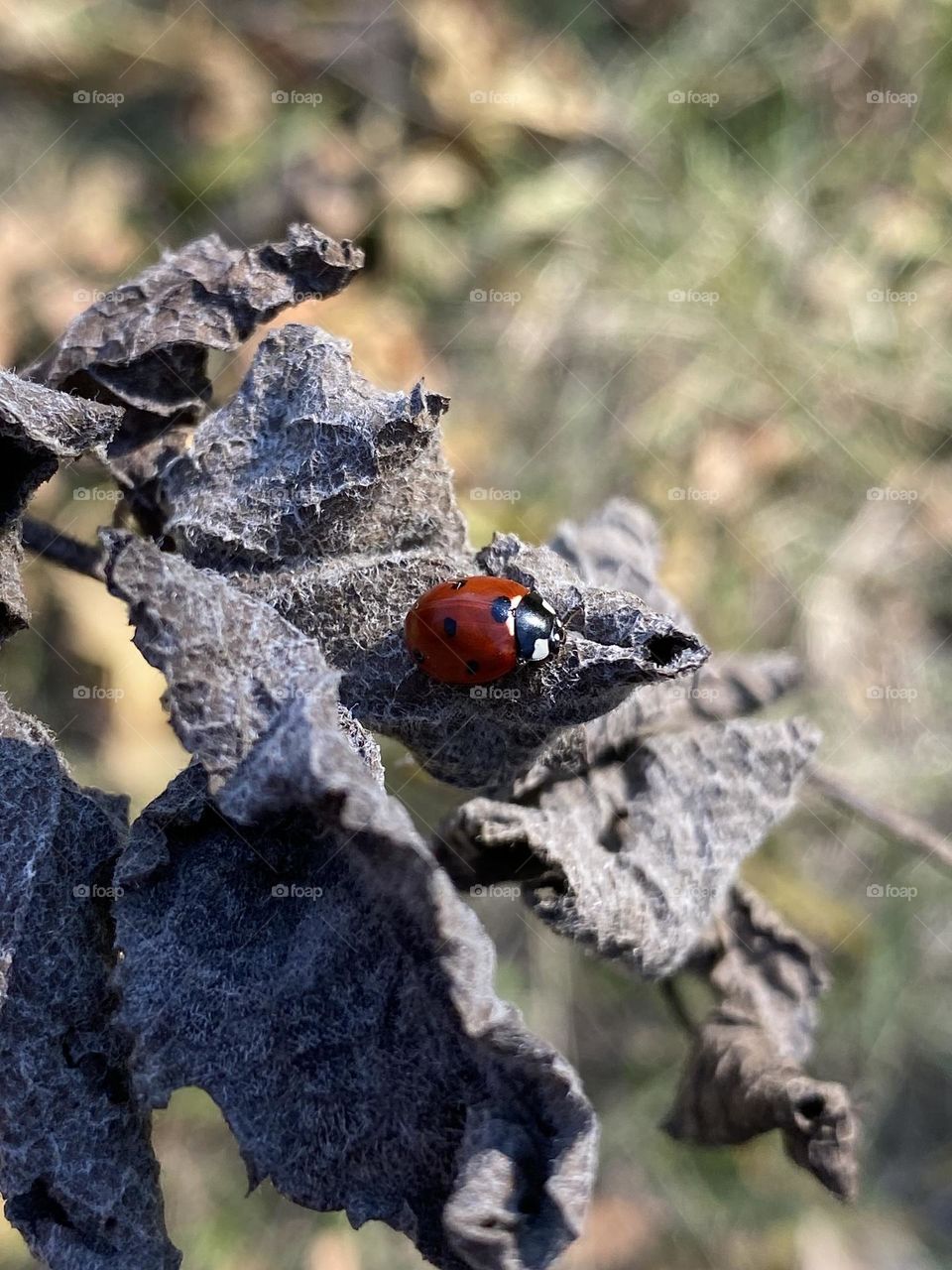 Ladybug