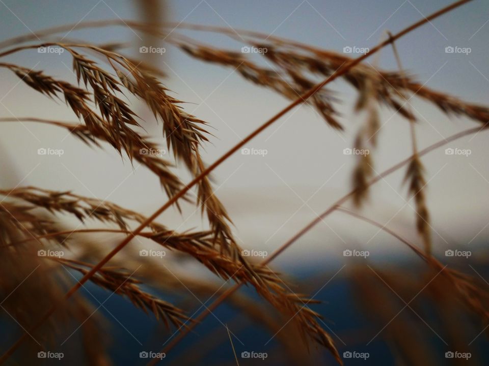 field and sunset