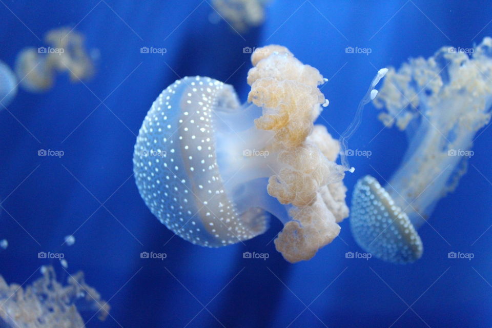 Jellyfish in the aquarium water of Genoa.

Wonderful and fluorescent colors. Poisonous and dangerous but very beautiful.