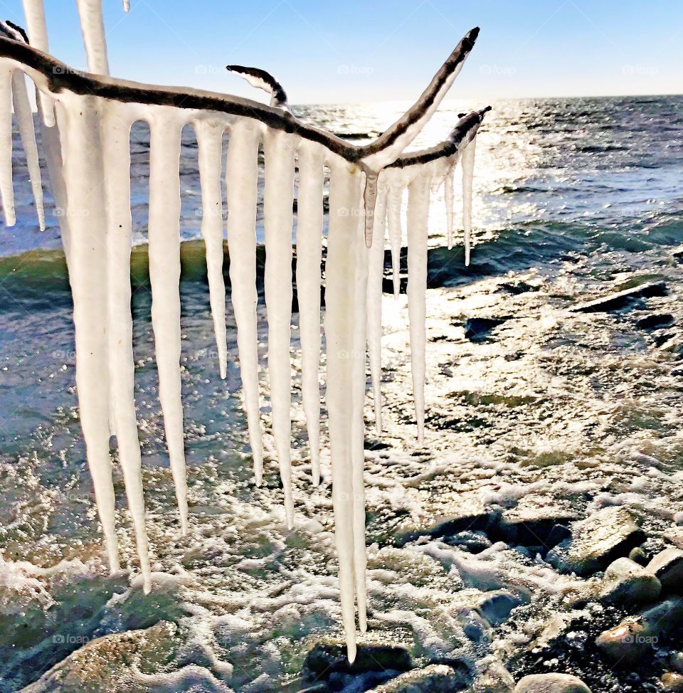 Icicles hanging from tree branches 