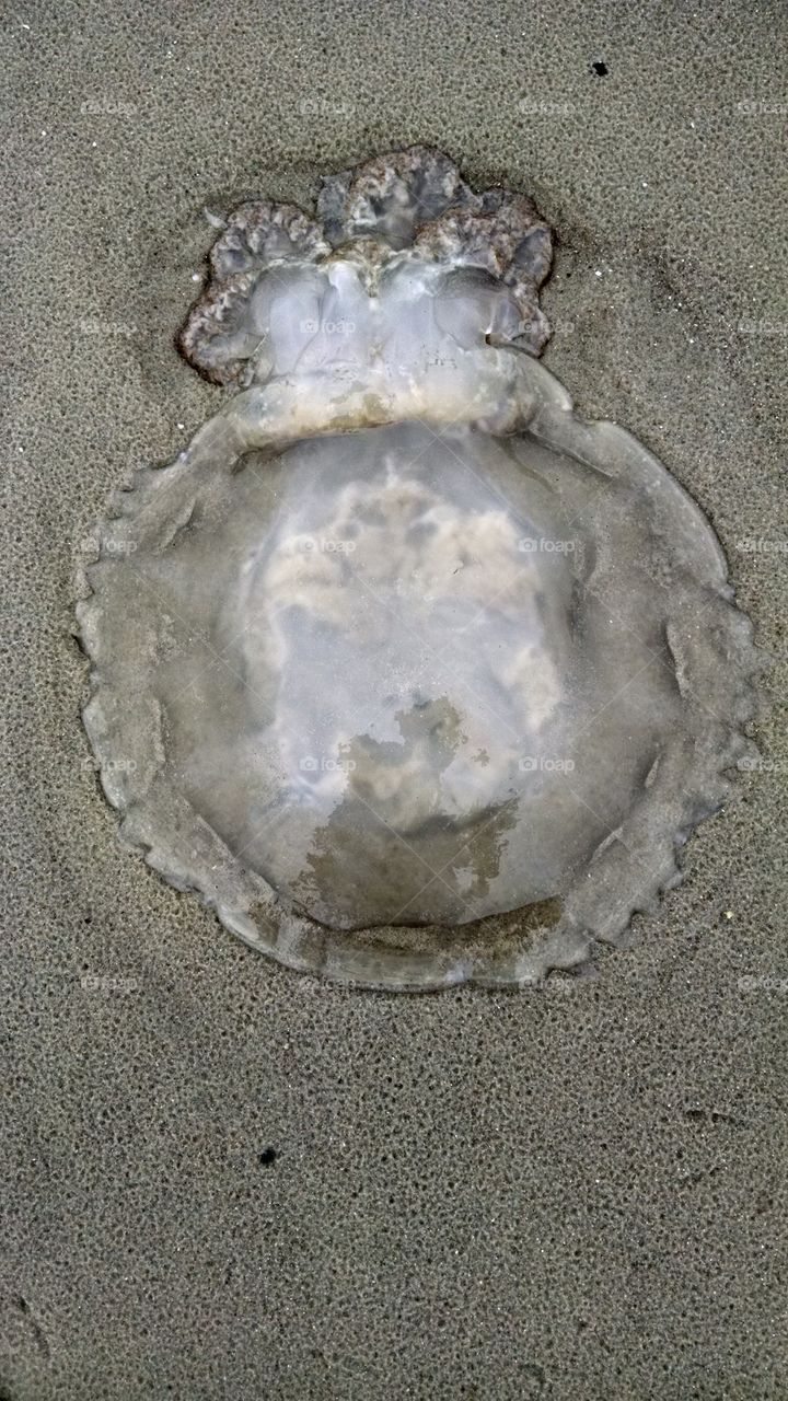 large jellyfish