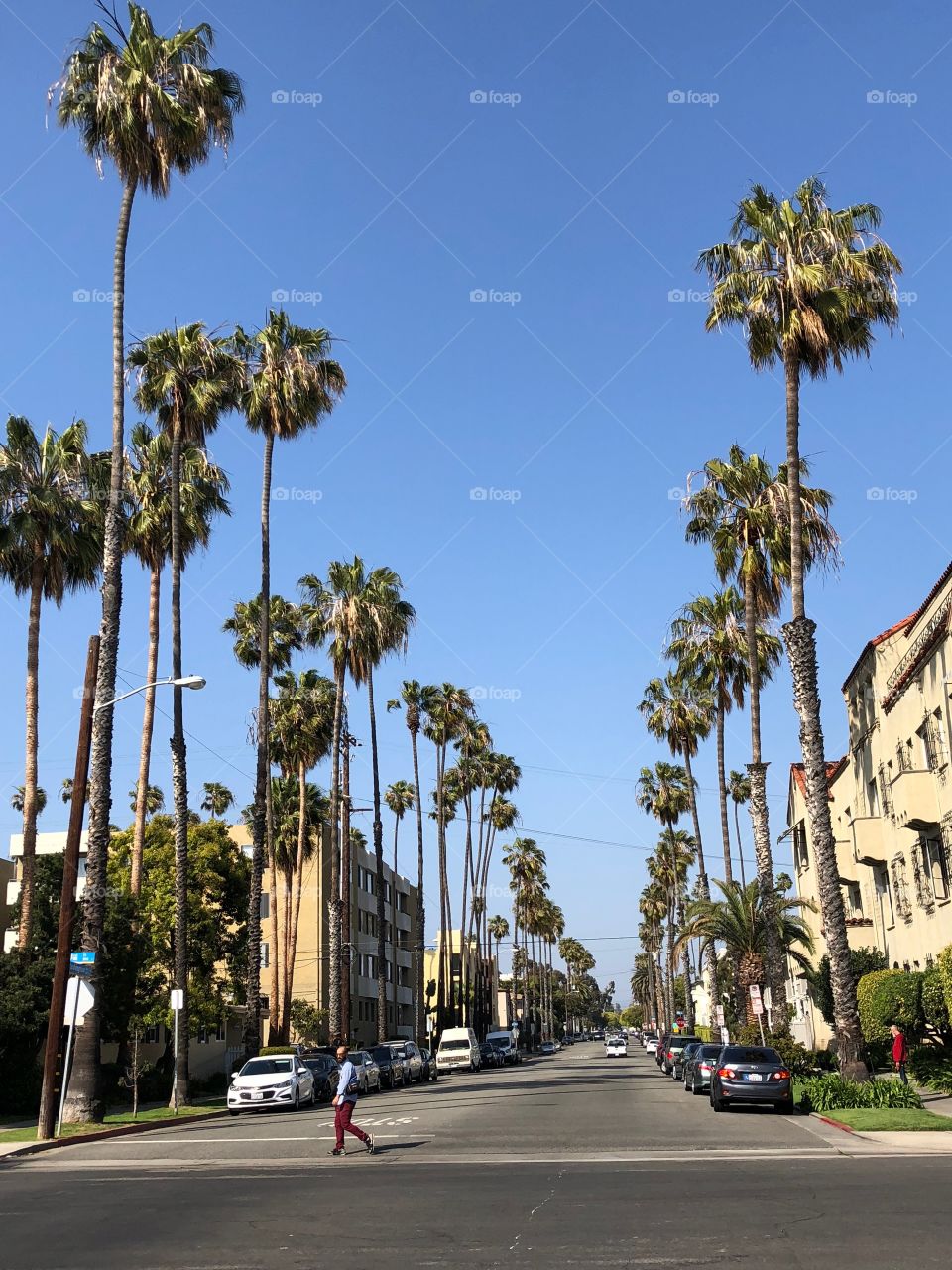Santa Monica , I love when trees line roads like this, so beautiful 