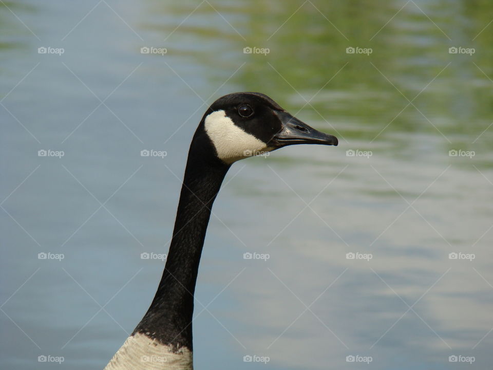 goose selfie