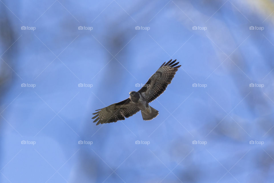 a portrait of a buzzard flying high through a blue sky. the bird of prey is shot through the leaves and branches of a forest.