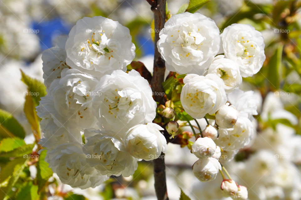 Nature, Flower, Flora, Leaf, Tree