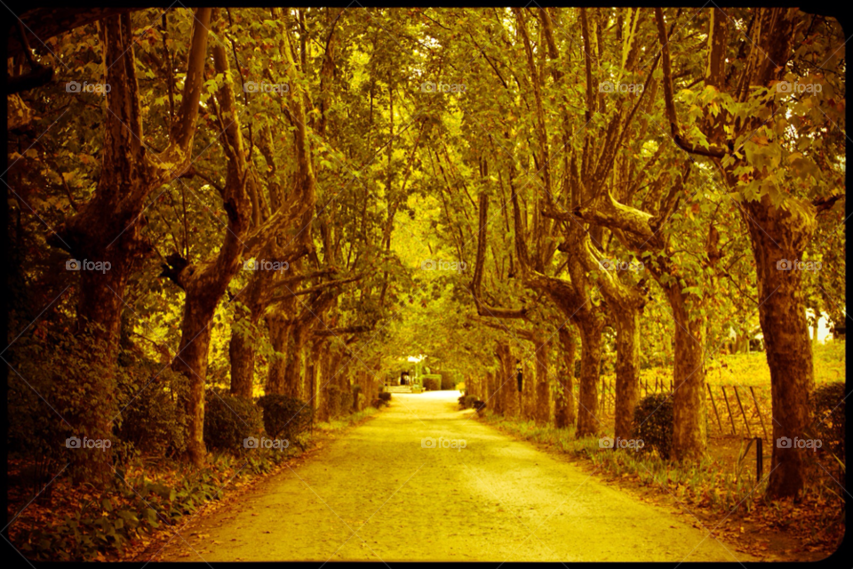 vineyard trees road avenue by ponchokid