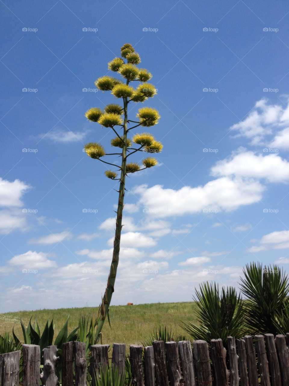independence texas cactus blue sky hillside by justtinkerbell