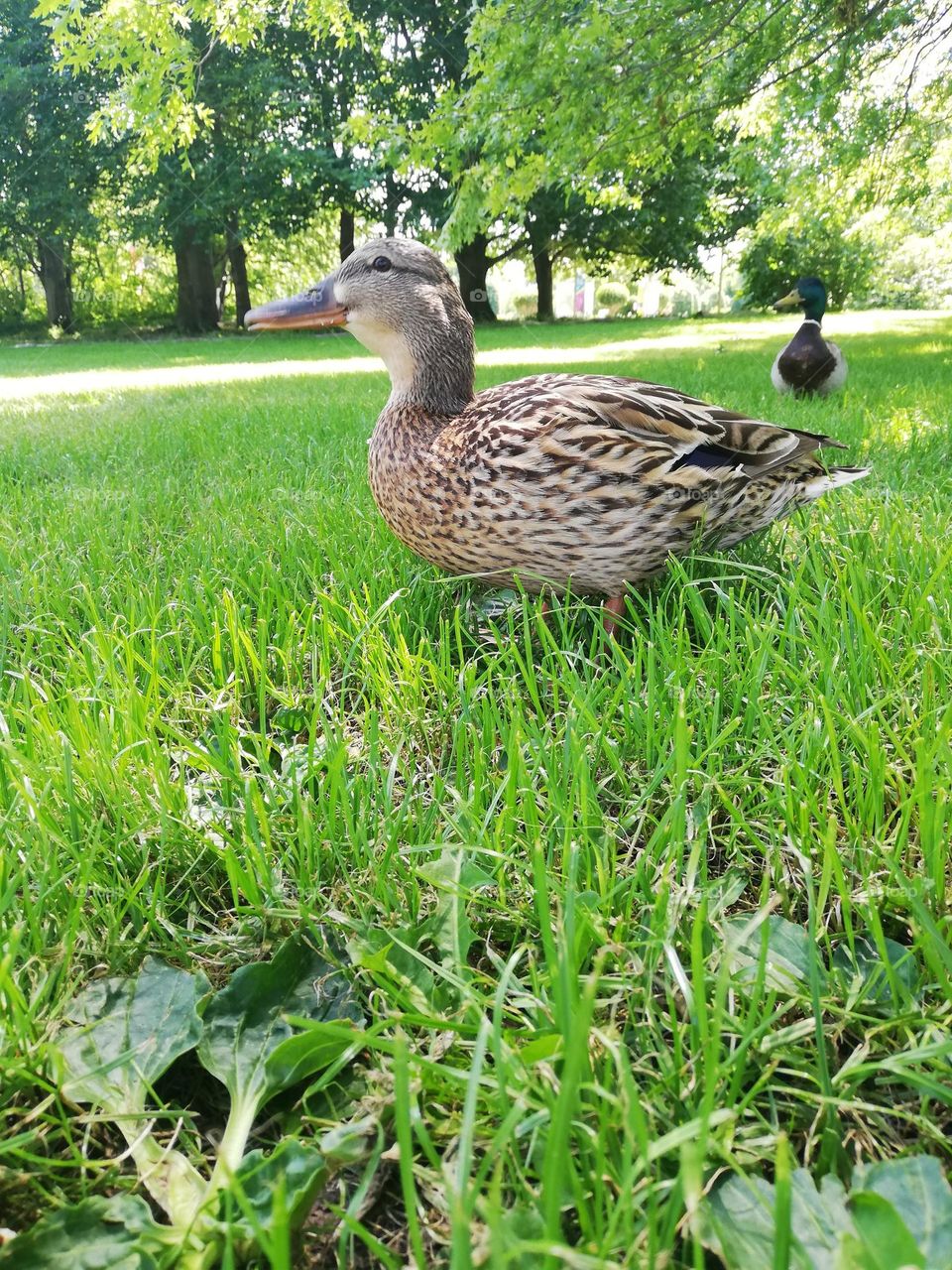 Perfect side profile