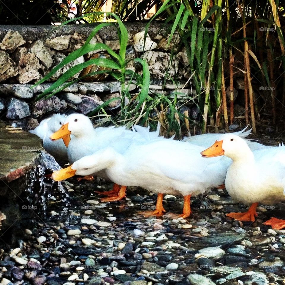 Drinking ducks