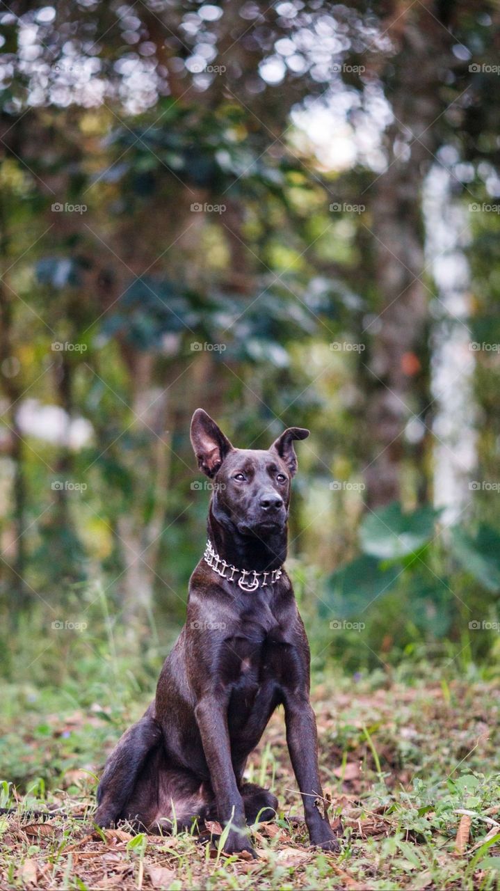 Its Time To Train My Dog