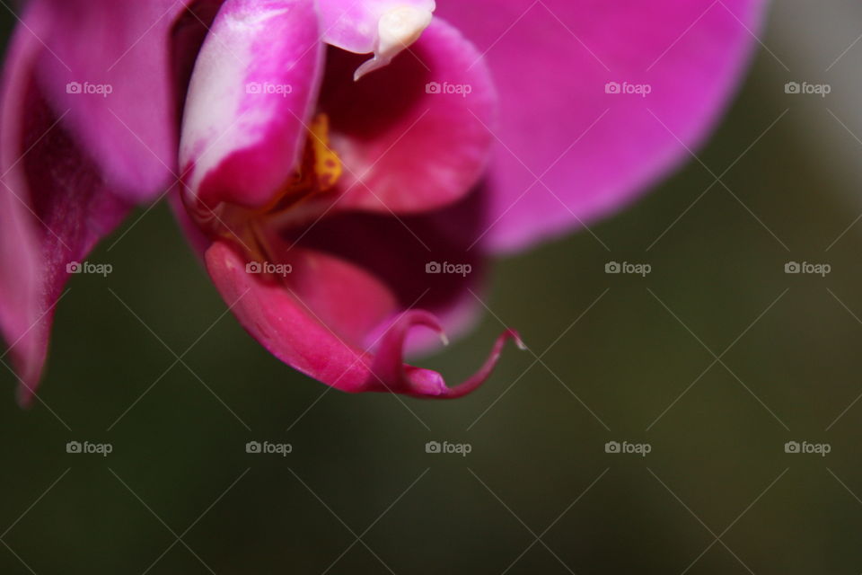 Orquidea