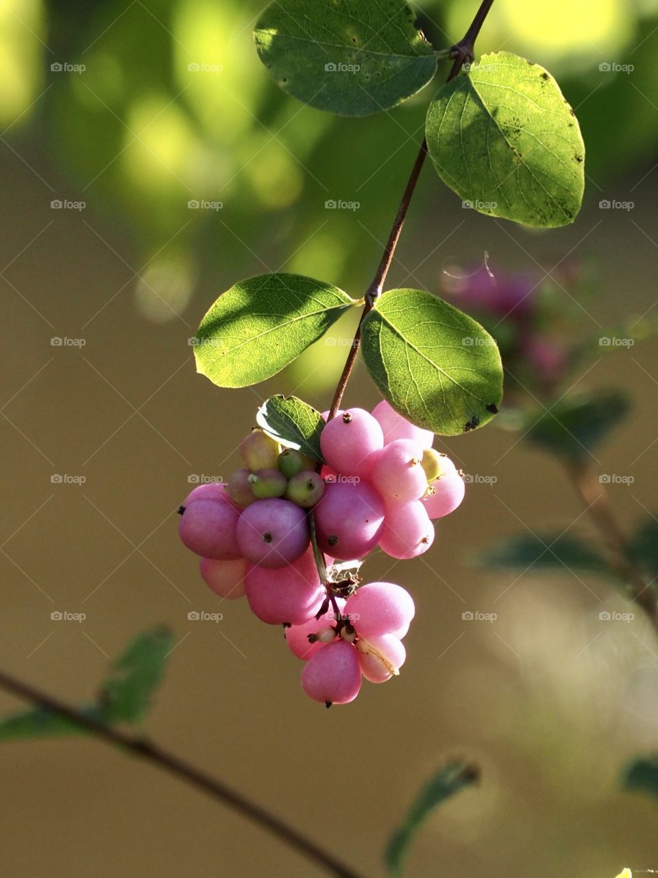 Pink snowberry