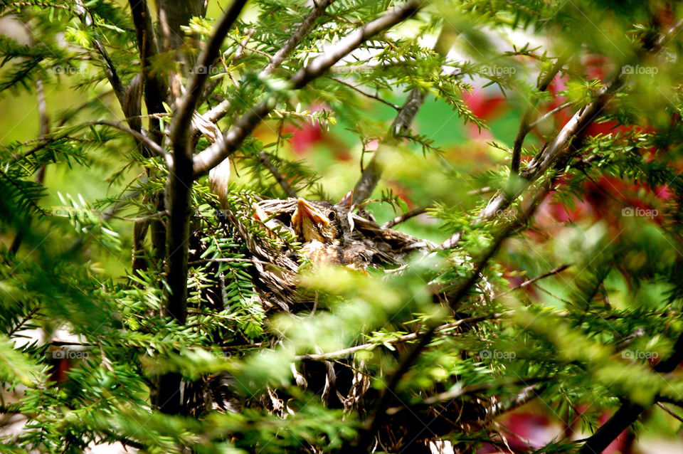 Baby robin