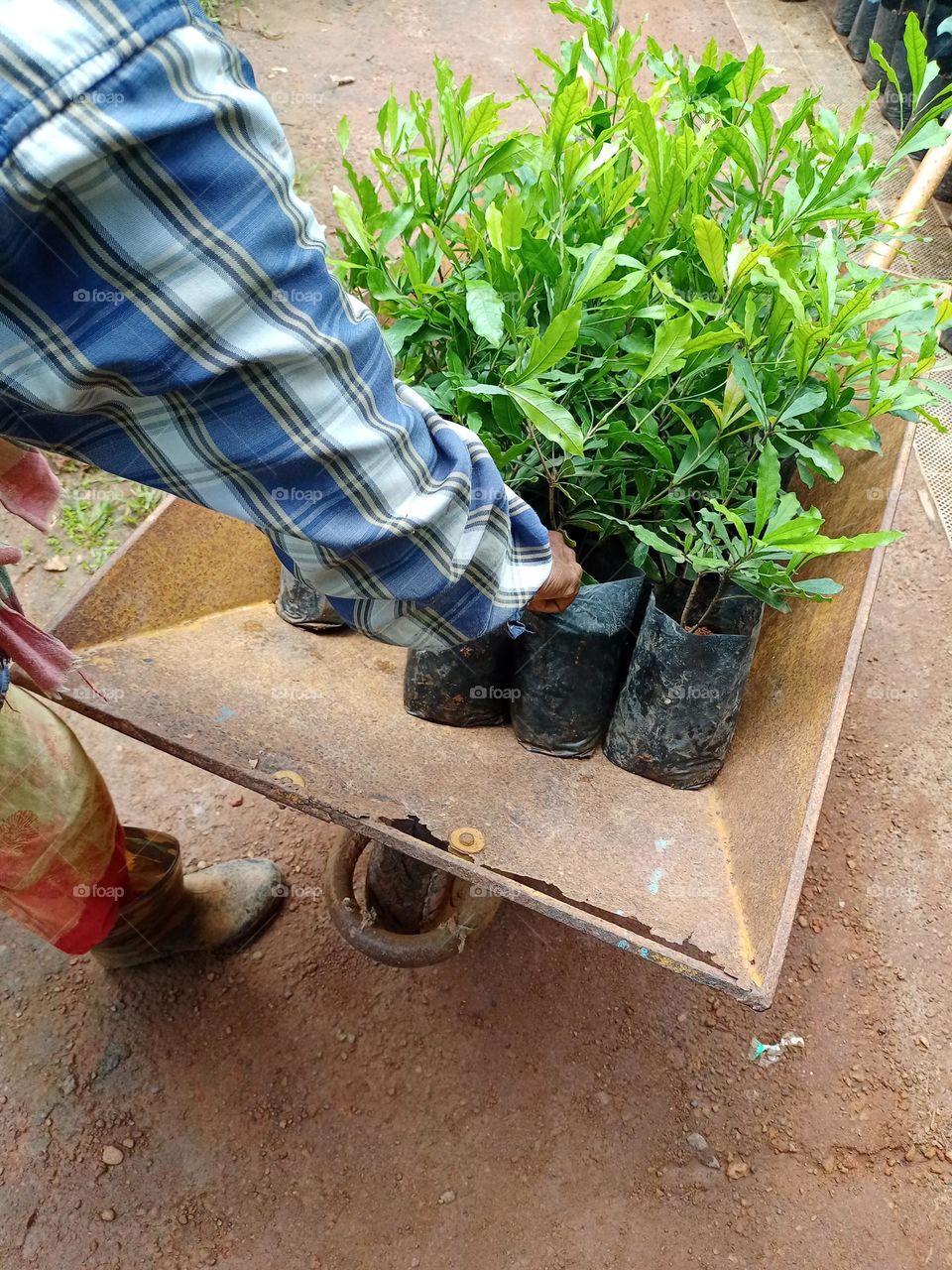 woman caring plant's in nursery to sealing hard working woman