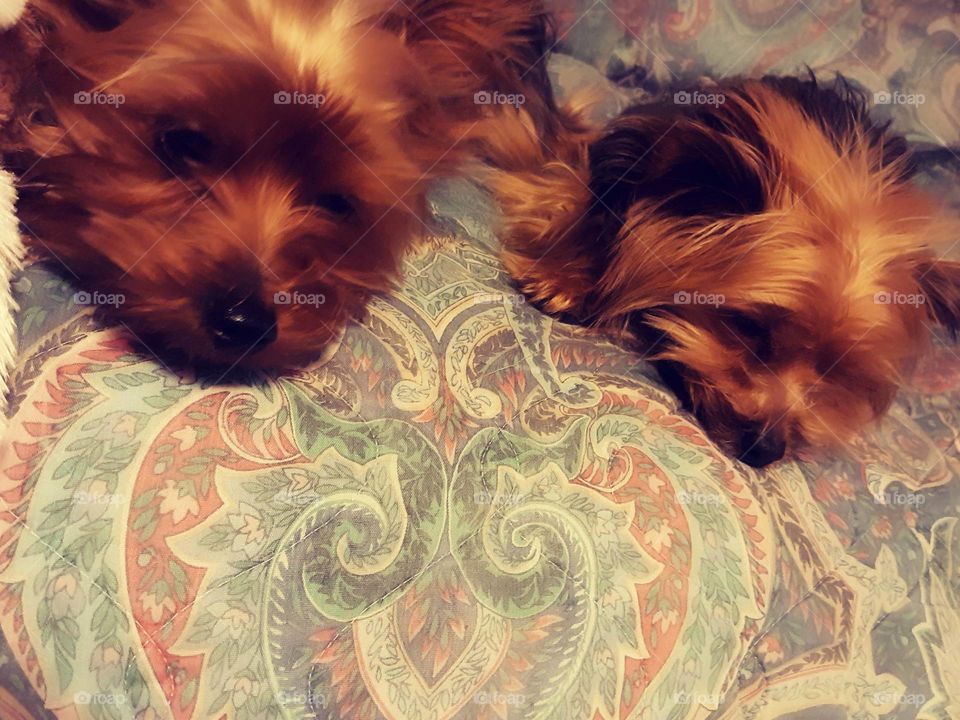 yorkies