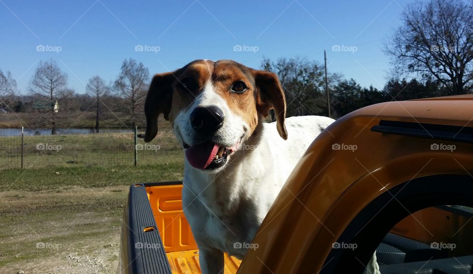 Truck Hound Smile