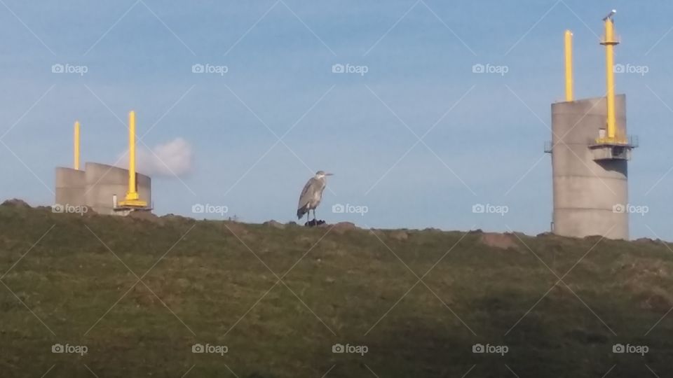 A heron on the dike in the Netherlands