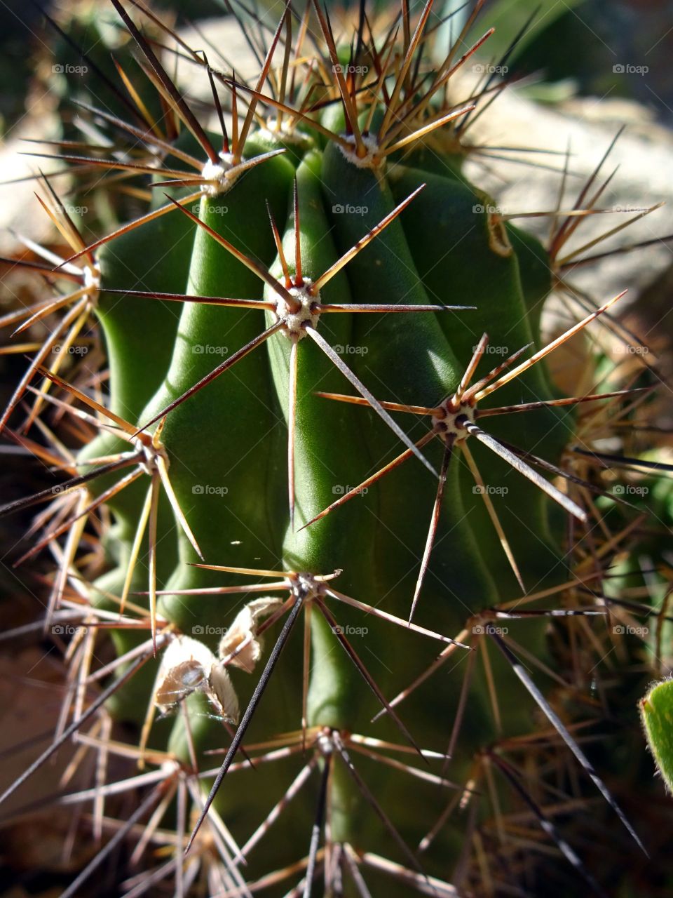 Cactus needle