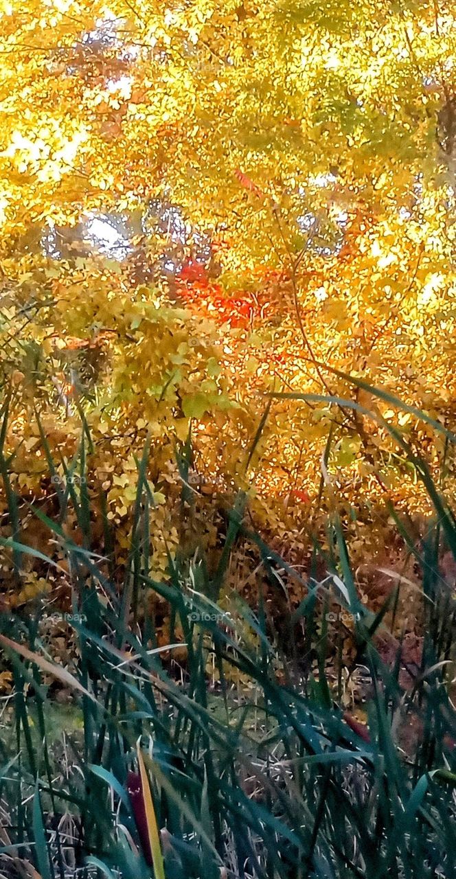 Cattails and Autumn Trees