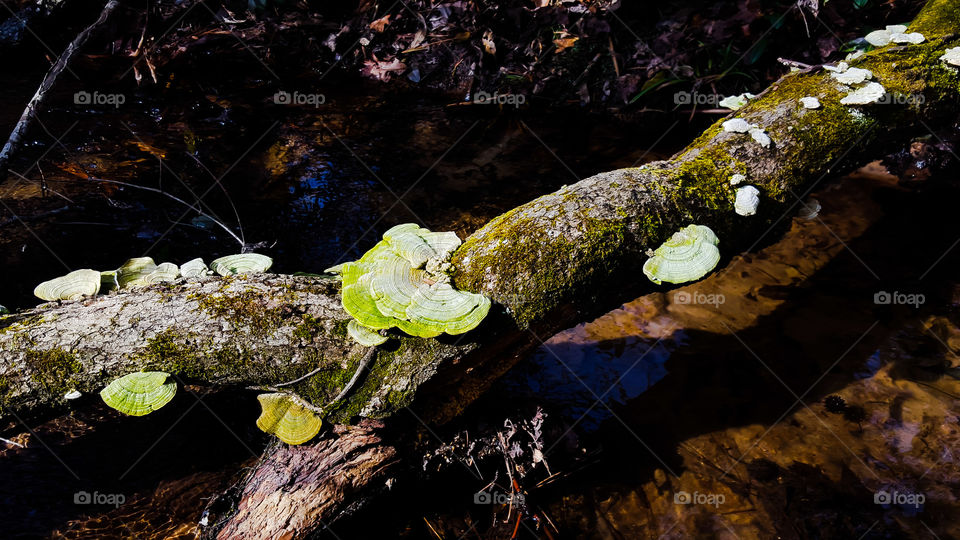 Nature, Water, Moss, Wood, Environment