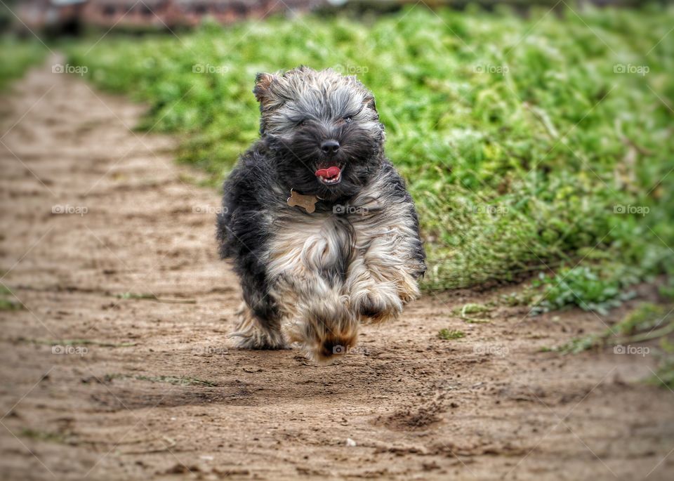 Dog On The Run. A small, hairy toy dog running along a sandy path with its tongue sticking out.