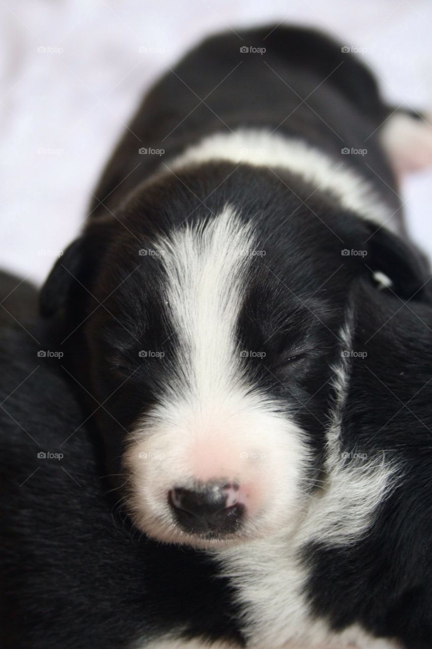 Cute border collie new born puppy