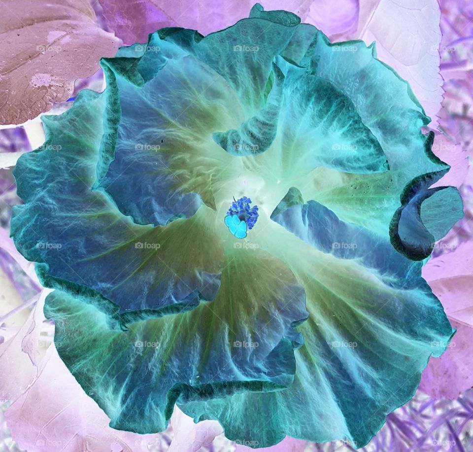 hibiscus bloom negative