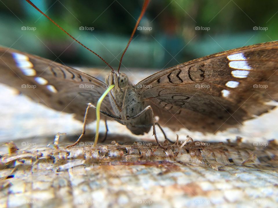 Beautiful Moth
