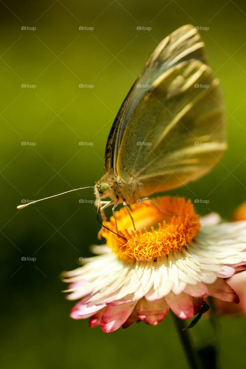 butterfly and the flower
