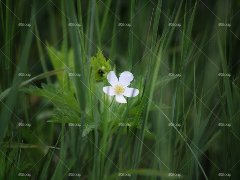 a single white flower on the middle of green grass