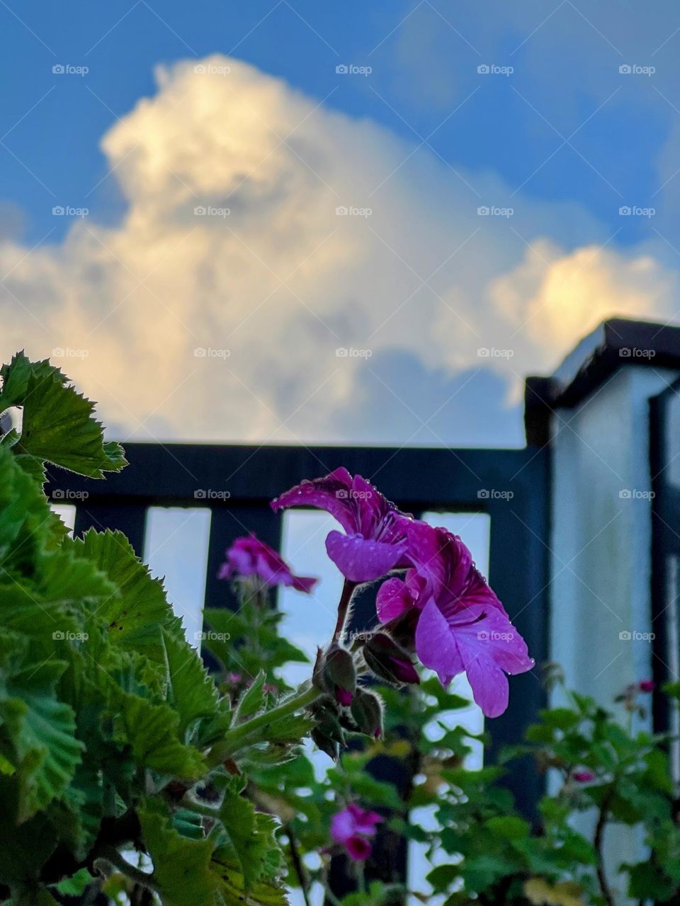 Flower in the garden 