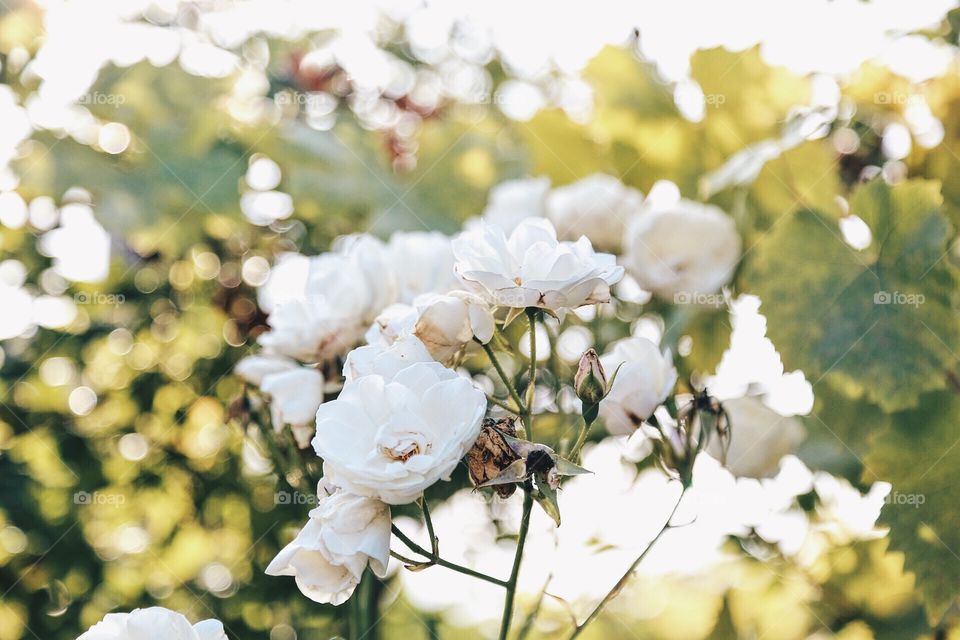 White flowers in bloom 