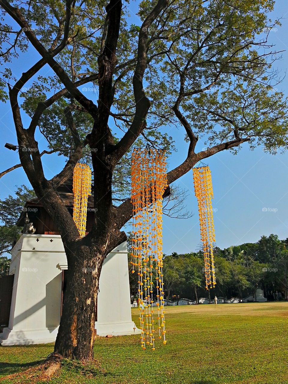 Decorate tree for ceremony.