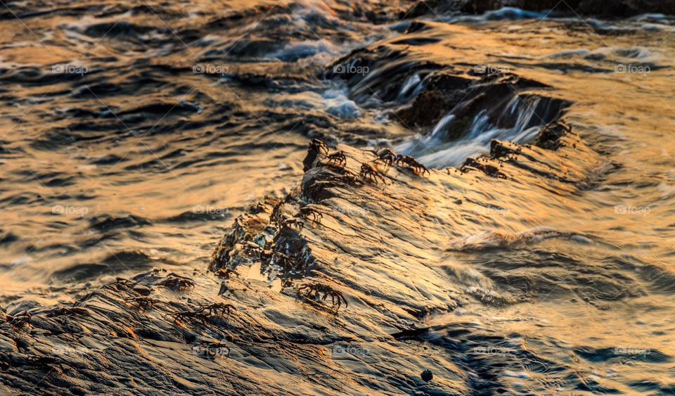 family of crabs enjoying golden hours on the rocks  🙂👍