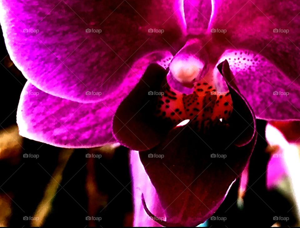 A close up a purple orchid