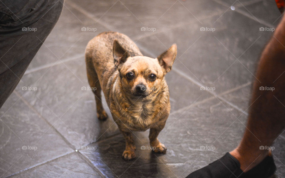 Dog looking for something 