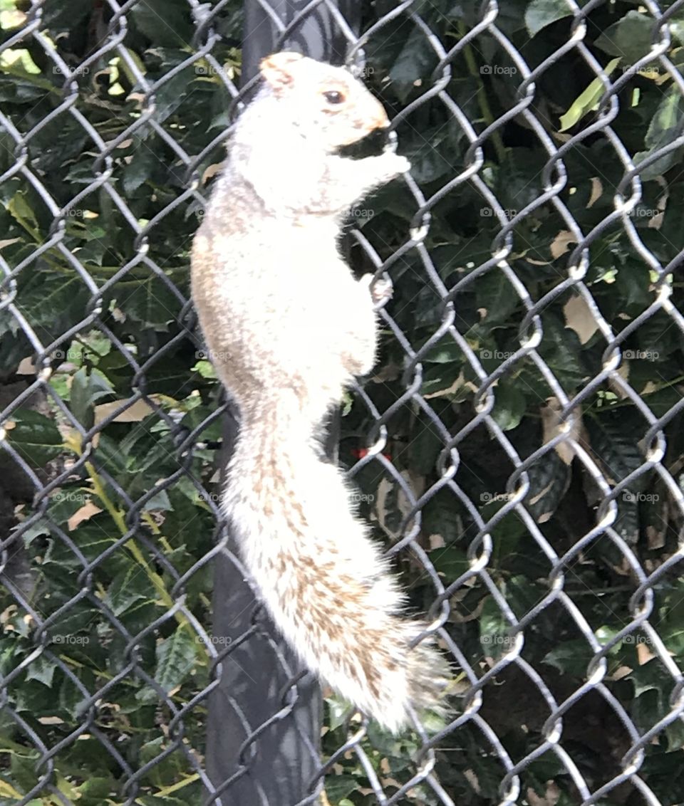 Squarrel on a fence