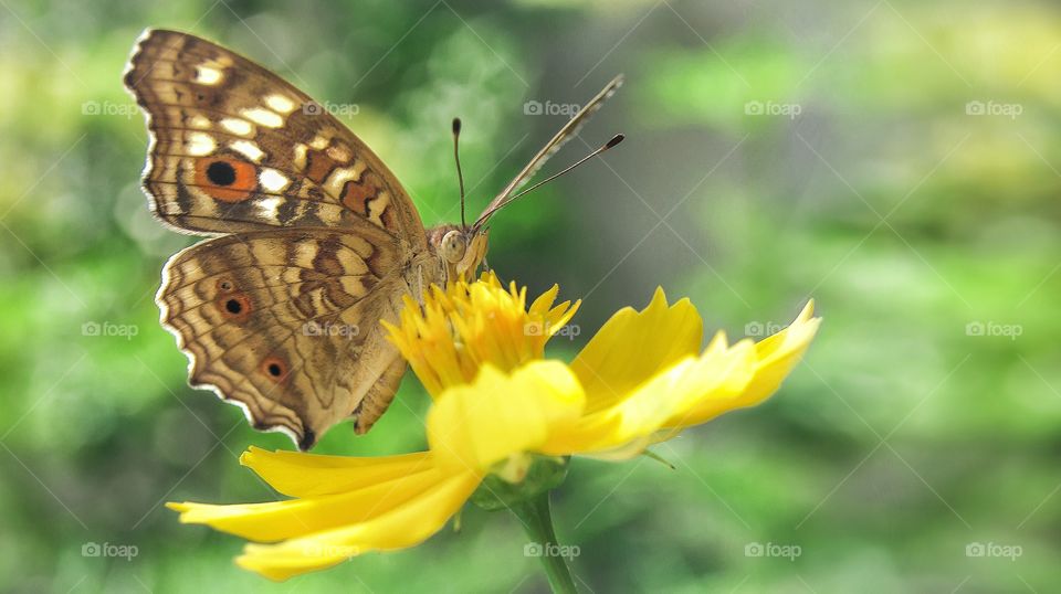 Nectar for Breakfast