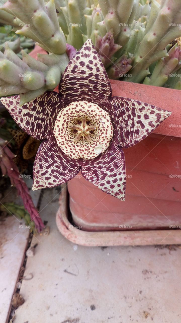 Cactus planta flor