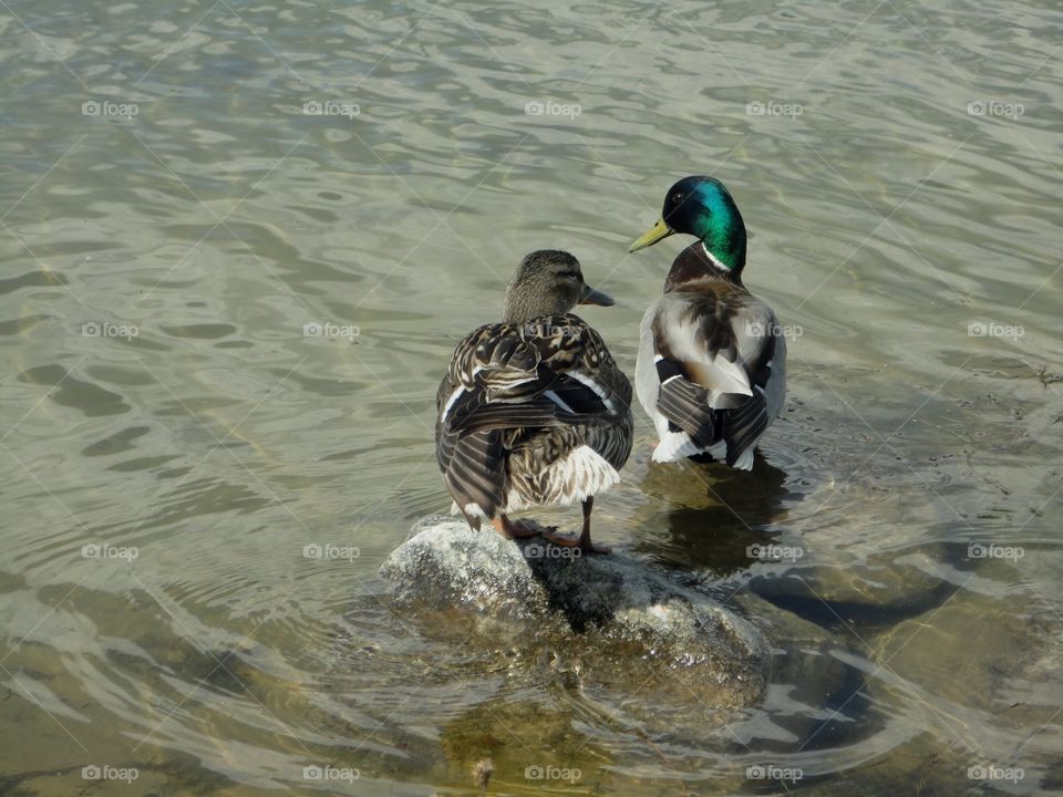 birds ducks couple on a lake