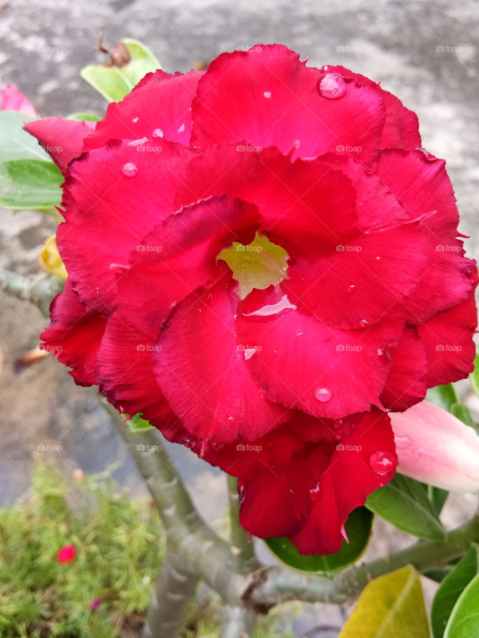 red
flower
thailand