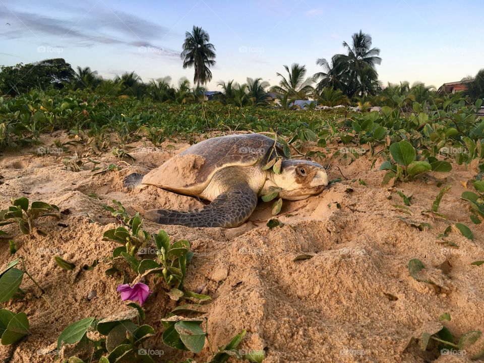 Lay of marine turtle