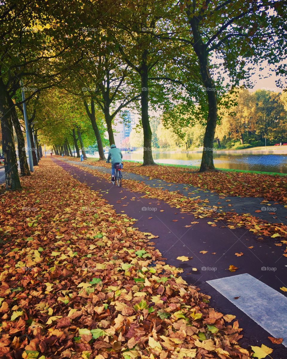 Autumn in Amsterdam - a bike lane with beautiful fall colors 