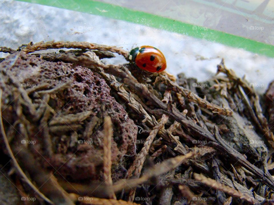 Ladybug 