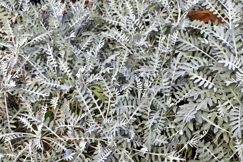 Dusty miller plant closeup background backdrop image 