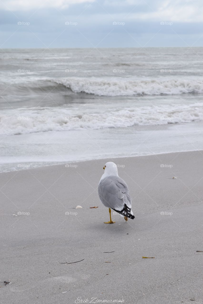 Seagull on the gulf..